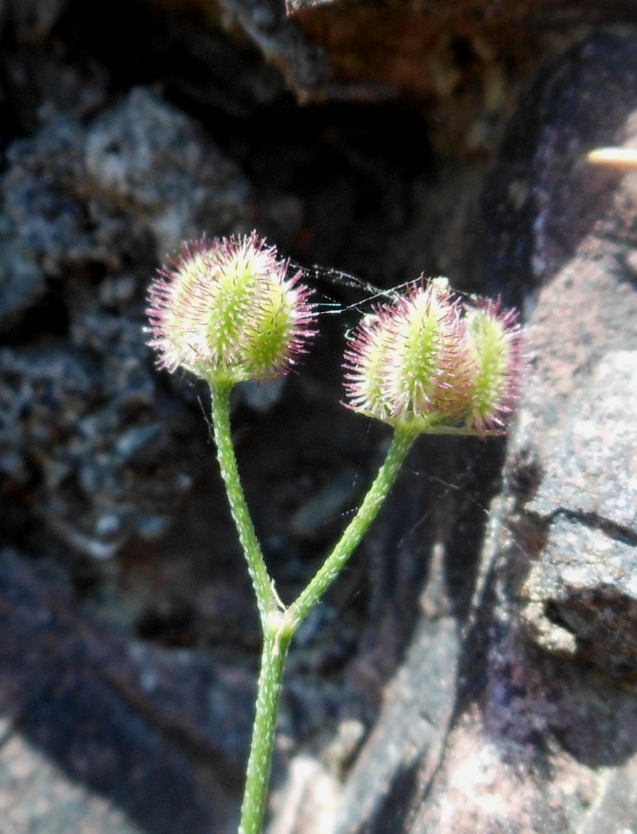 Torilis africana  (=Torilis arvensis subsp. purpurea) / Lappolina purpurea